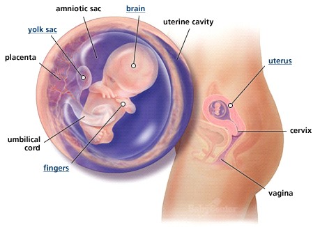 Sự phát triển của thai nhi tháng thứ 3