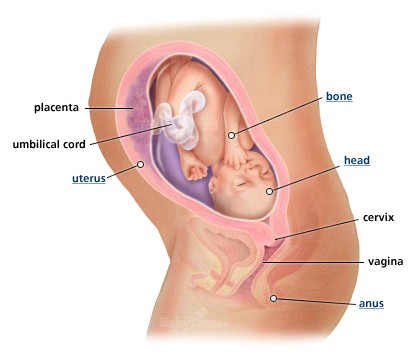 Sự phát triển của thai nhi tháng thứ 7