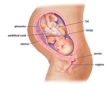 Sự phát triển của thai nhi tháng thứ 8