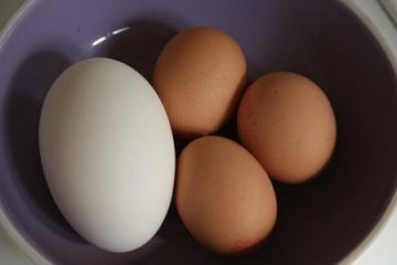Bà bầu nên ăn trứng ngỗng hay trứng gà?