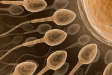 Bao lâu sau khi rời “bệ phóng” thì tinh trùng gặp được trứng?