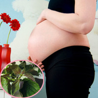 Nước tía tô được cho là có công dụng giúp cổ tử cung nhanh mở khi sinh thường. 