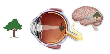 Thông tin được não bộ xử lý khi tiếp nhận từ thị giác.