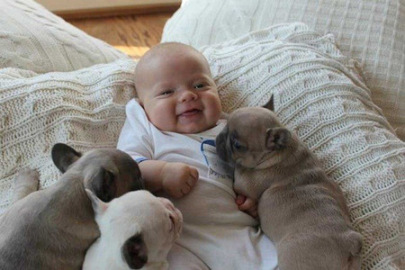 Cindy Clark – một người gây giống chó bun Pháp đã chia sẻ trên website của mình loạt ảnh dễ thương của cậu cháu trai 3 tháng tuổi Austin cùng với những con chó vô cùng dễ thương.